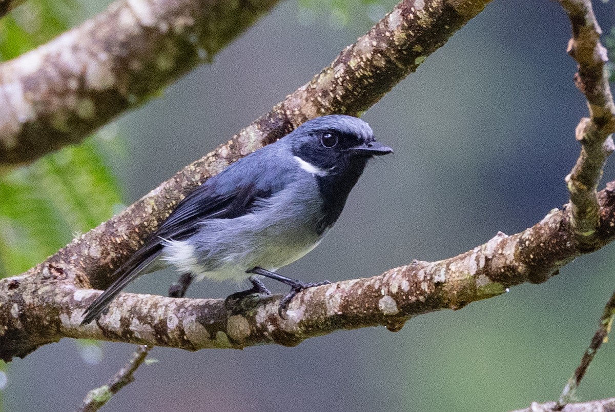 Black-throated Robin - ML624276937