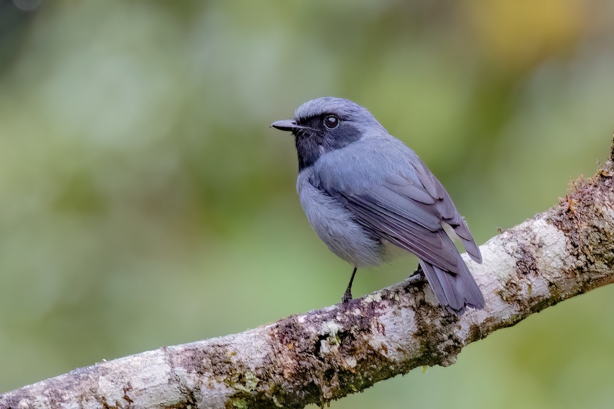 Black-throated Robin - ML624276938