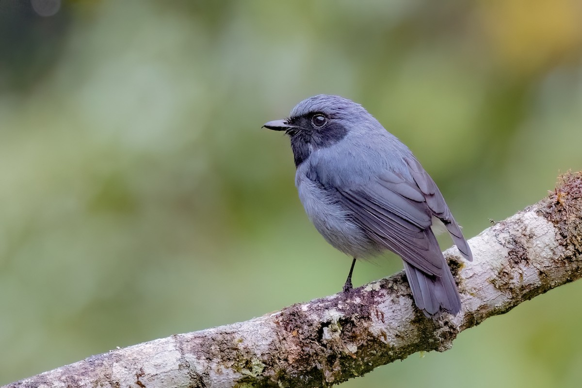 Black-throated Robin - ML624276939
