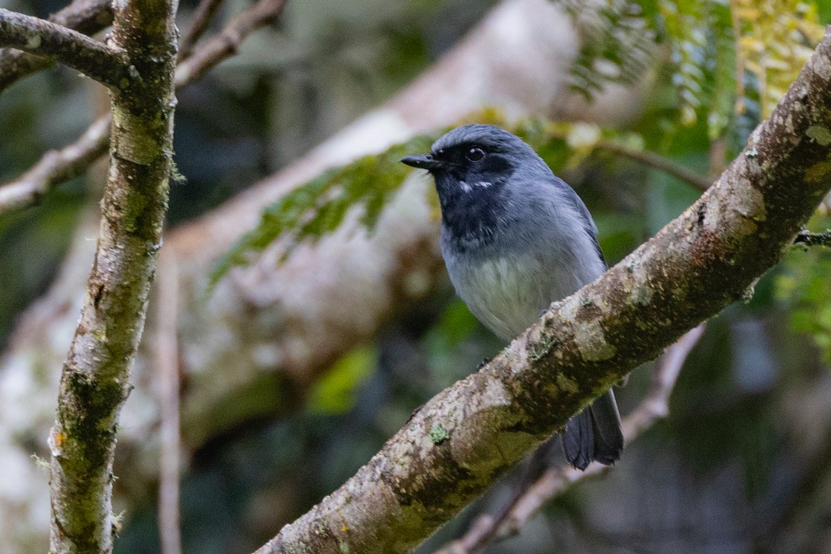 Black-throated Robin - ML624276941