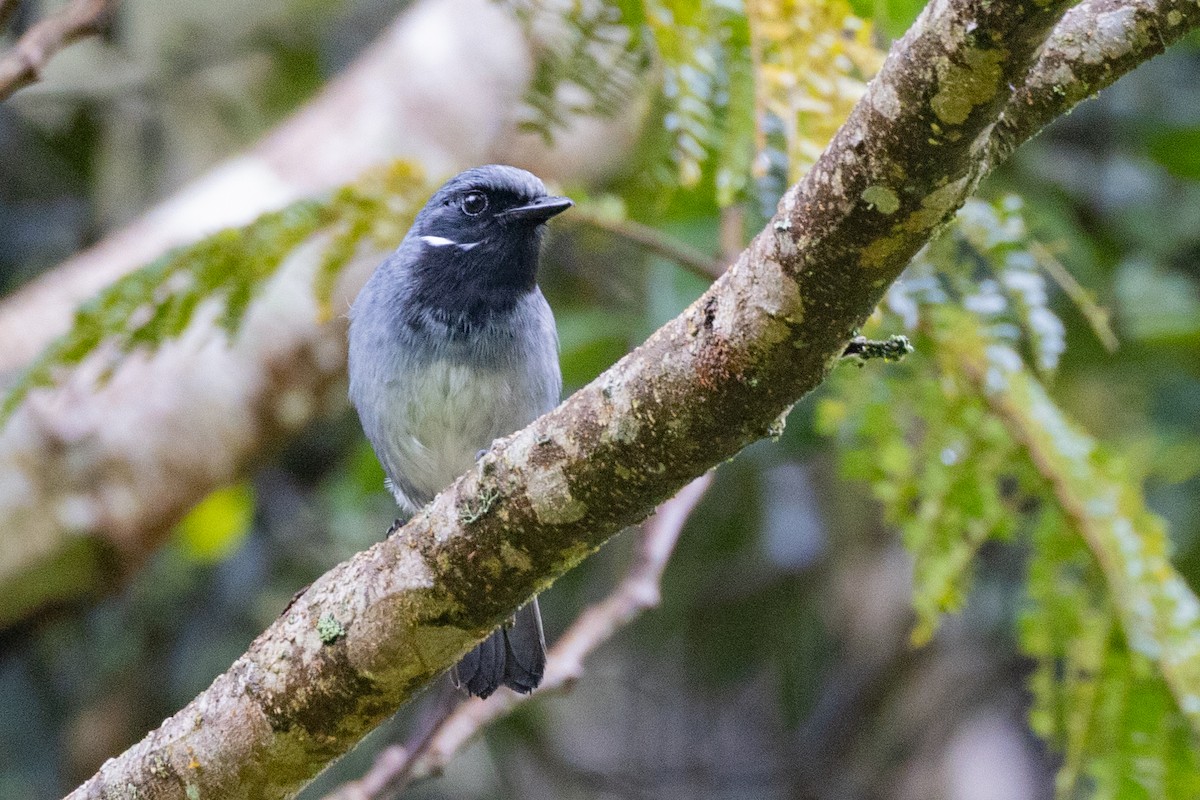 Black-throated Robin - ML624276942