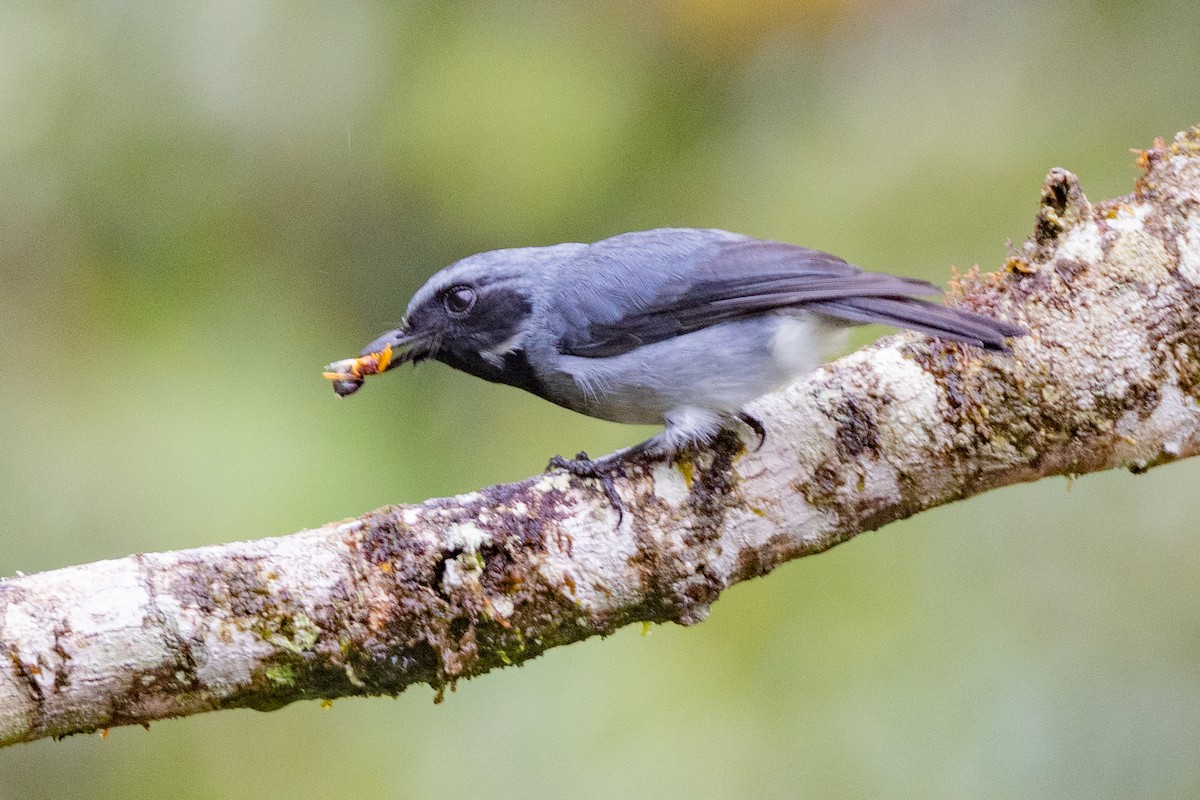 Black-throated Robin - ML624276943