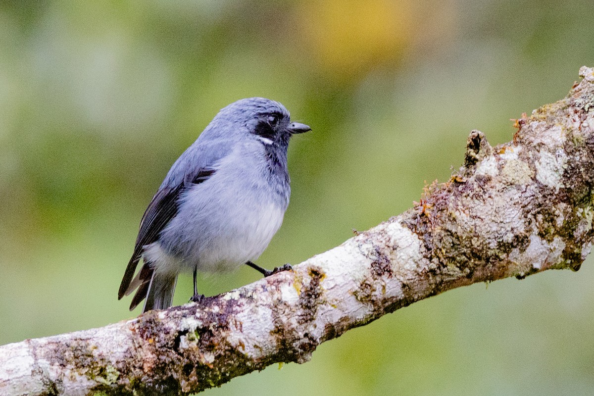 Black-throated Robin - ML624276944