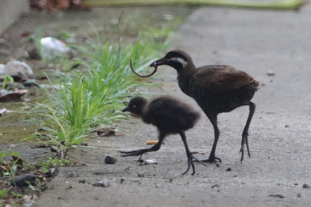 Barred Rail - David Morrison