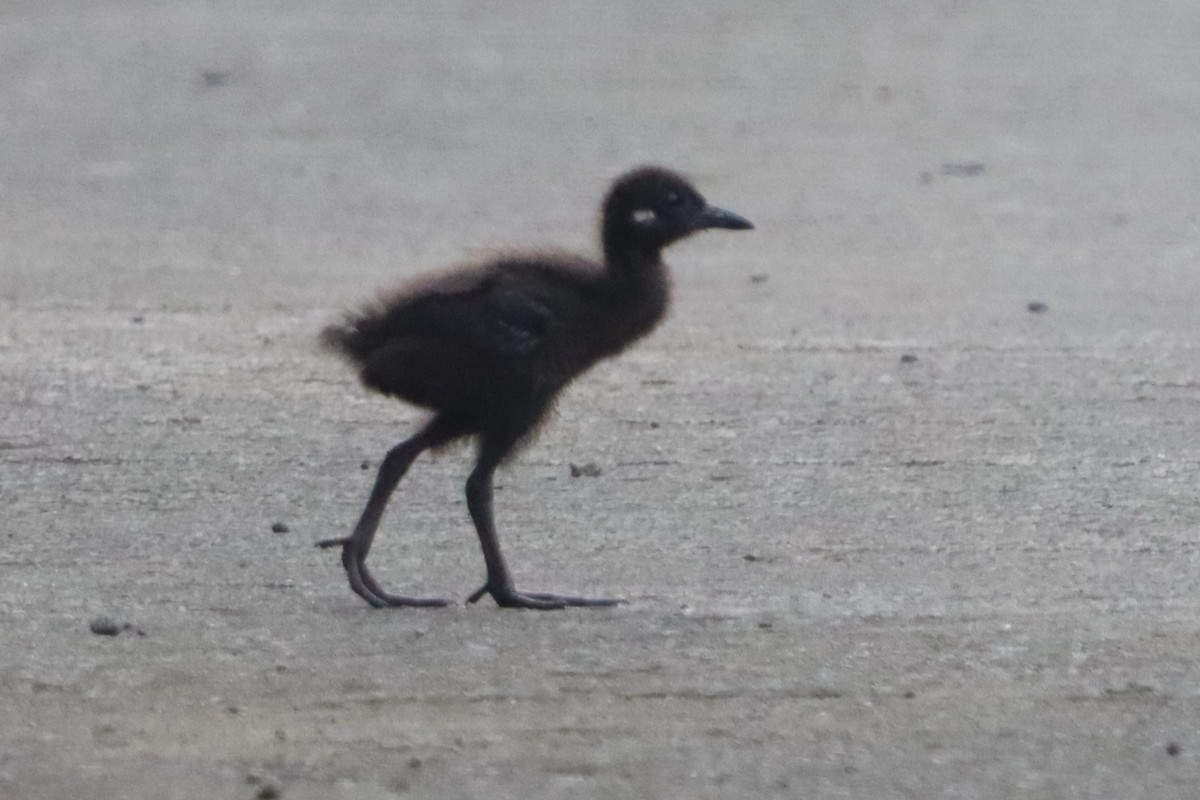 Barred Rail - ML624276961