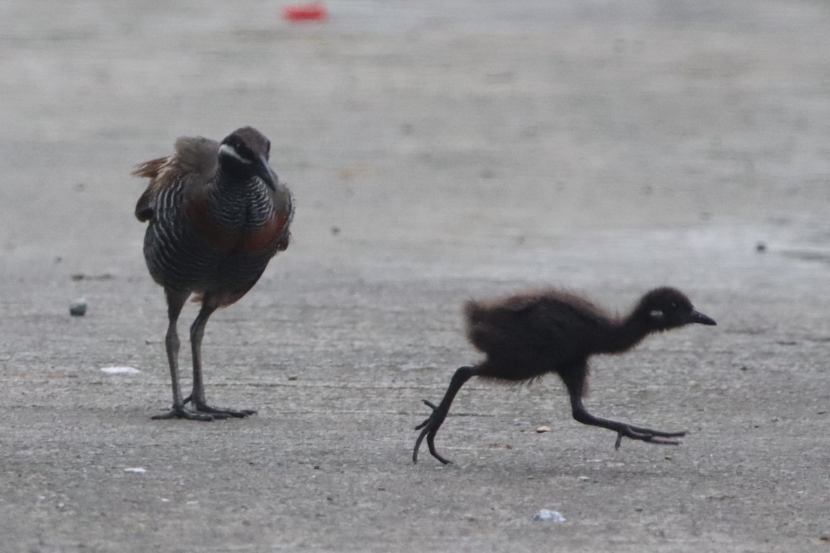 Barred Rail - ML624276962