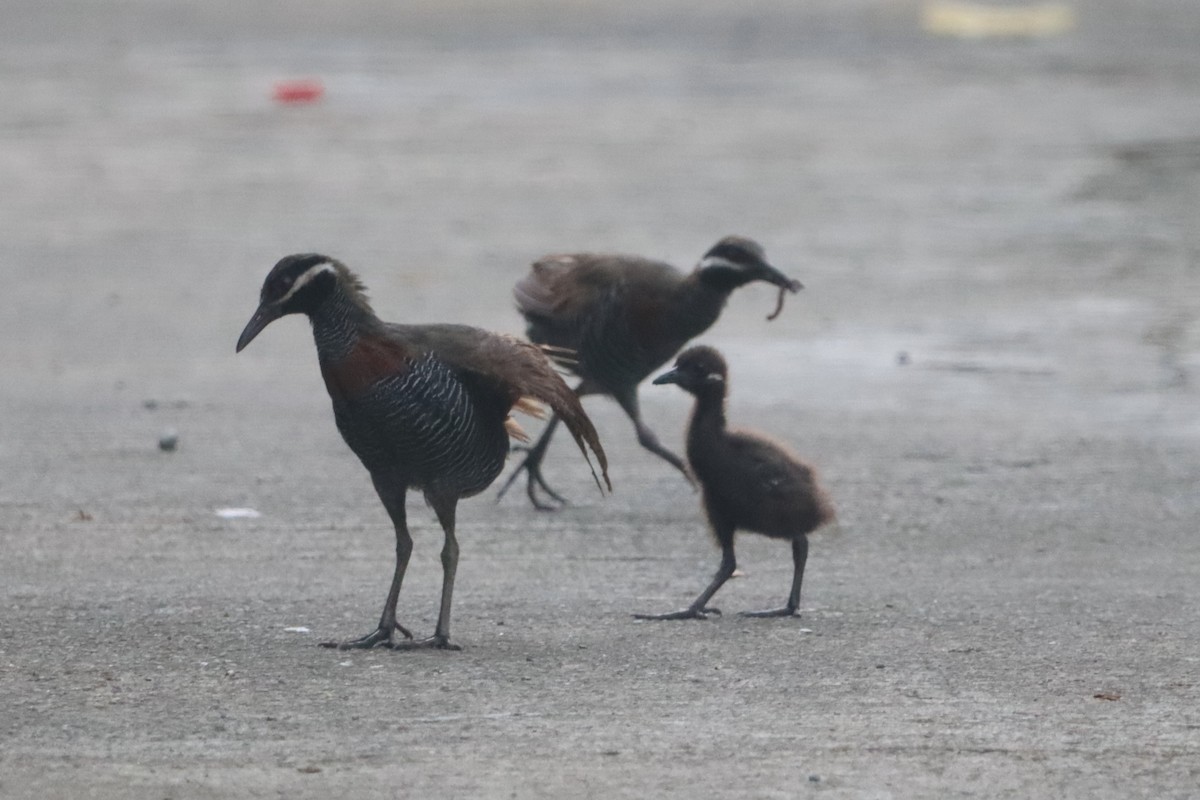 Barred Rail - ML624276963