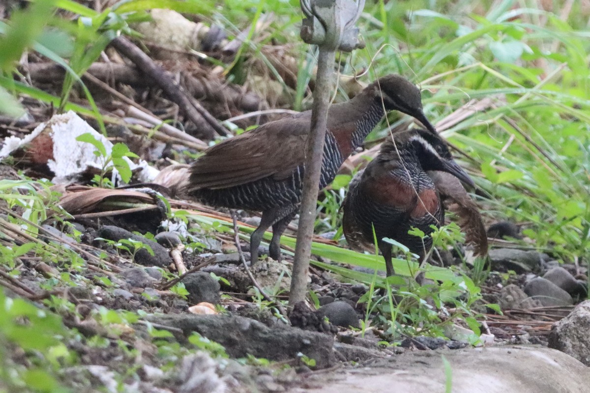 Barred Rail - David Morrison