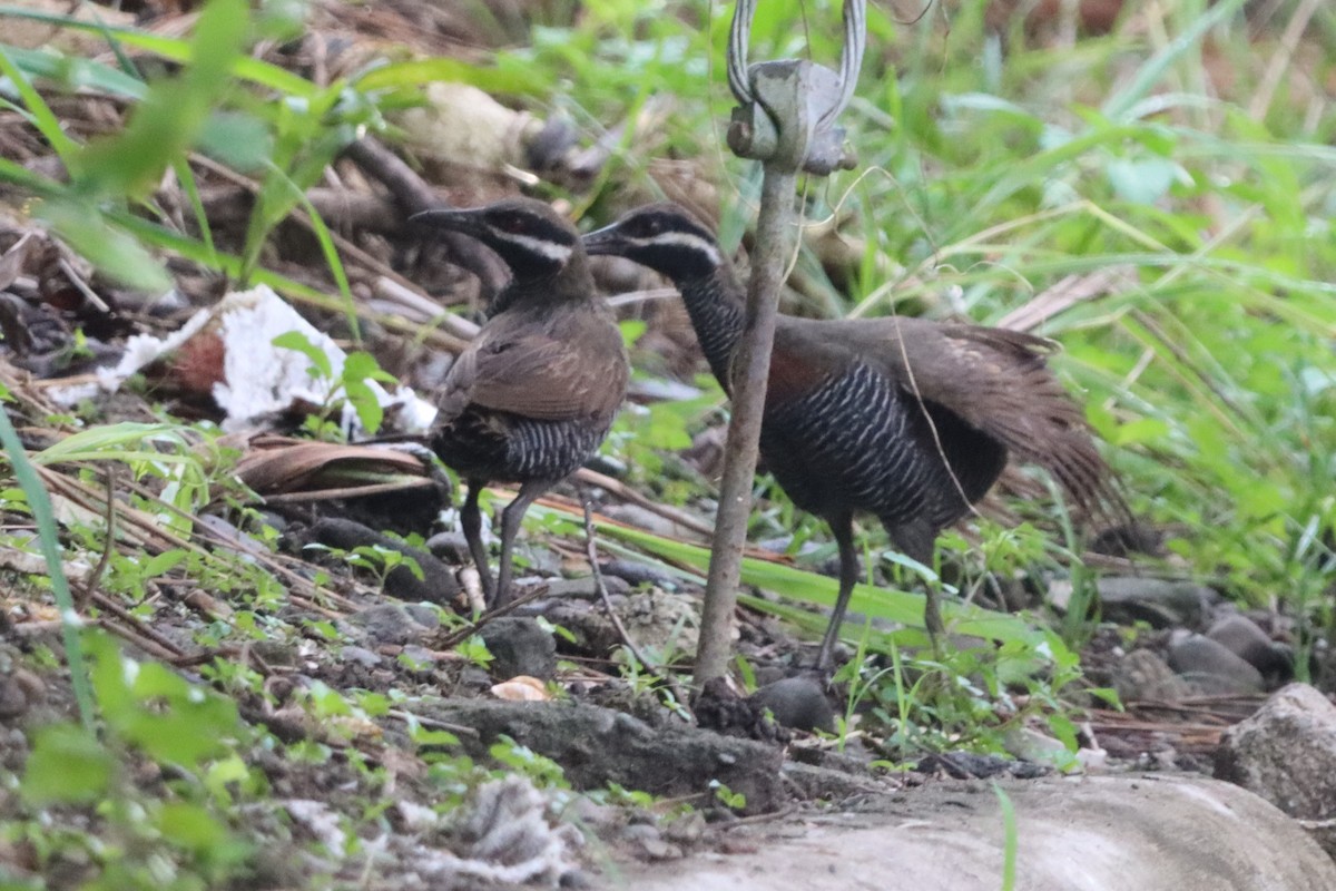 Barred Rail - ML624276965