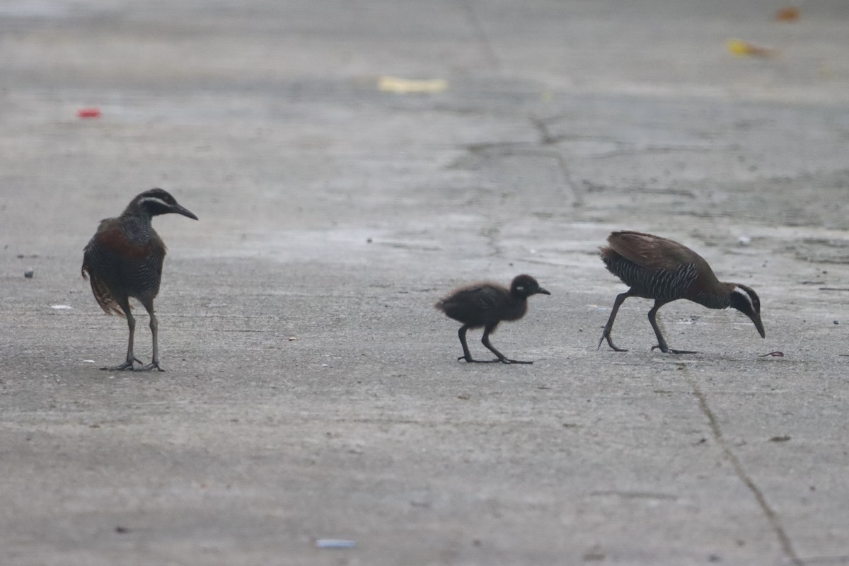 Barred Rail - ML624276966