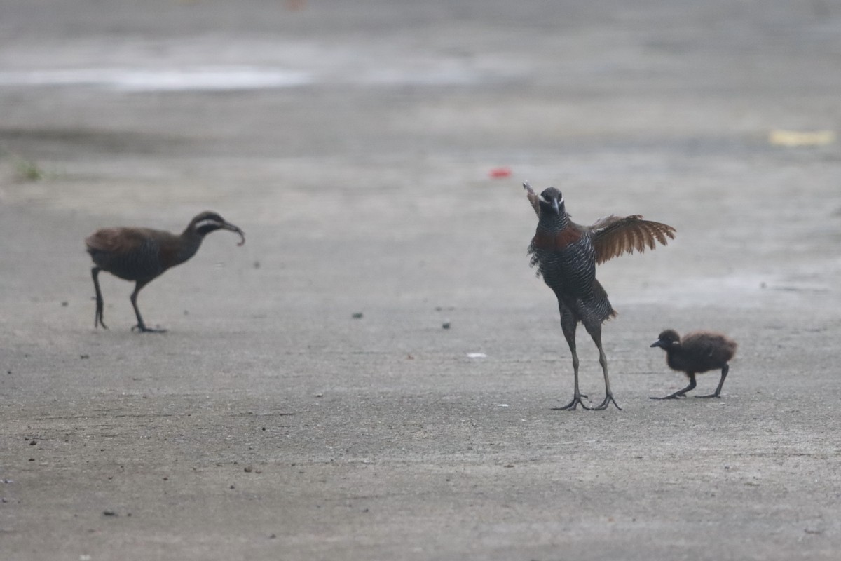 Barred Rail - ML624276967