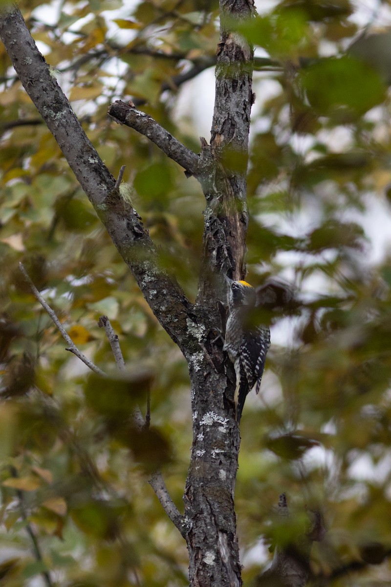 American Three-toed Woodpecker - ML624276985