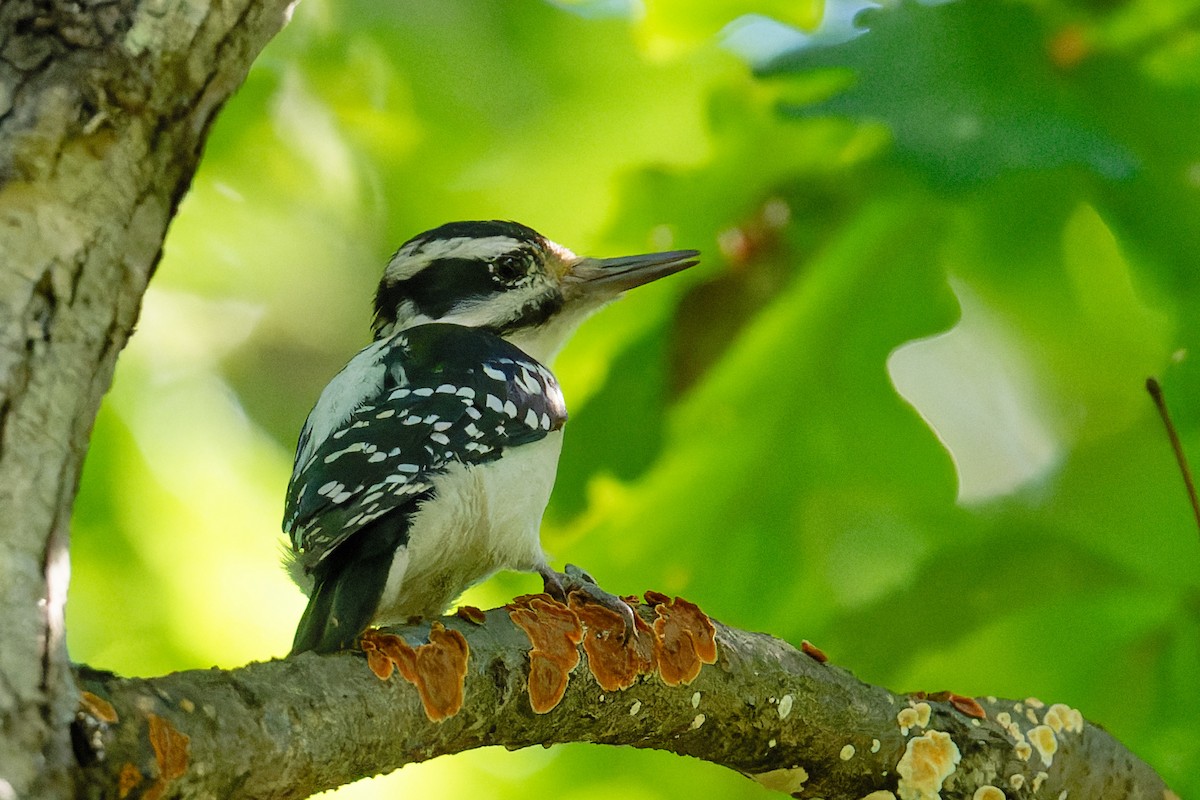 Hairy Woodpecker - ML624277045