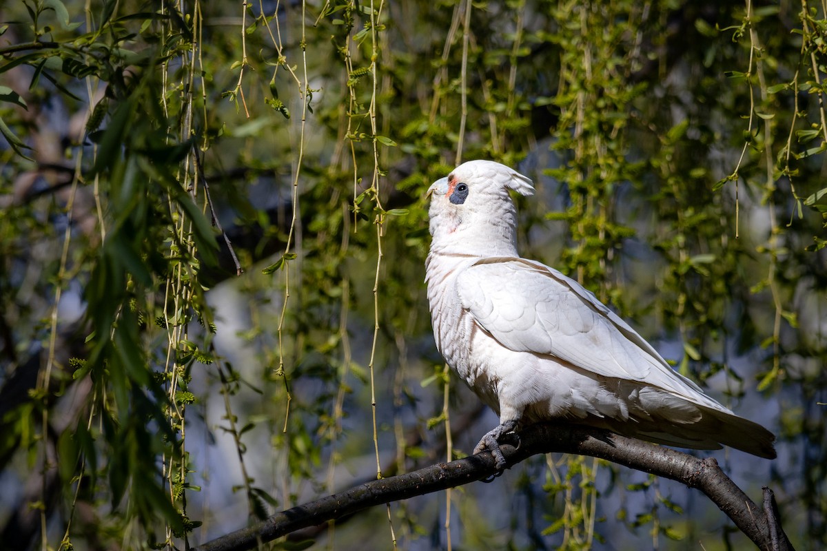 Cacatoès corella - ML624277091