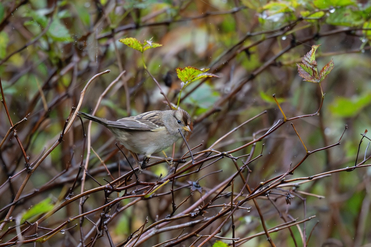 Bruant à couronne blanche (pugetensis) - ML624277095