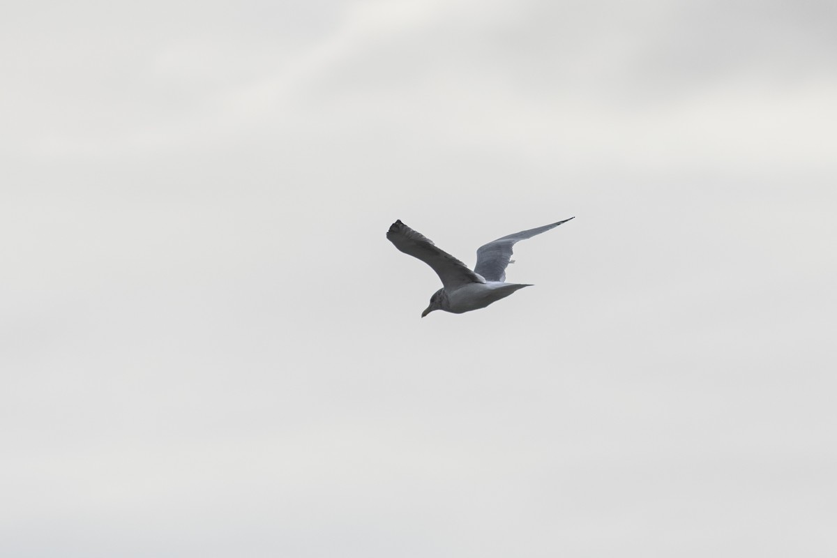 American Herring x Glaucous-winged Gull (hybrid) - ML624277168