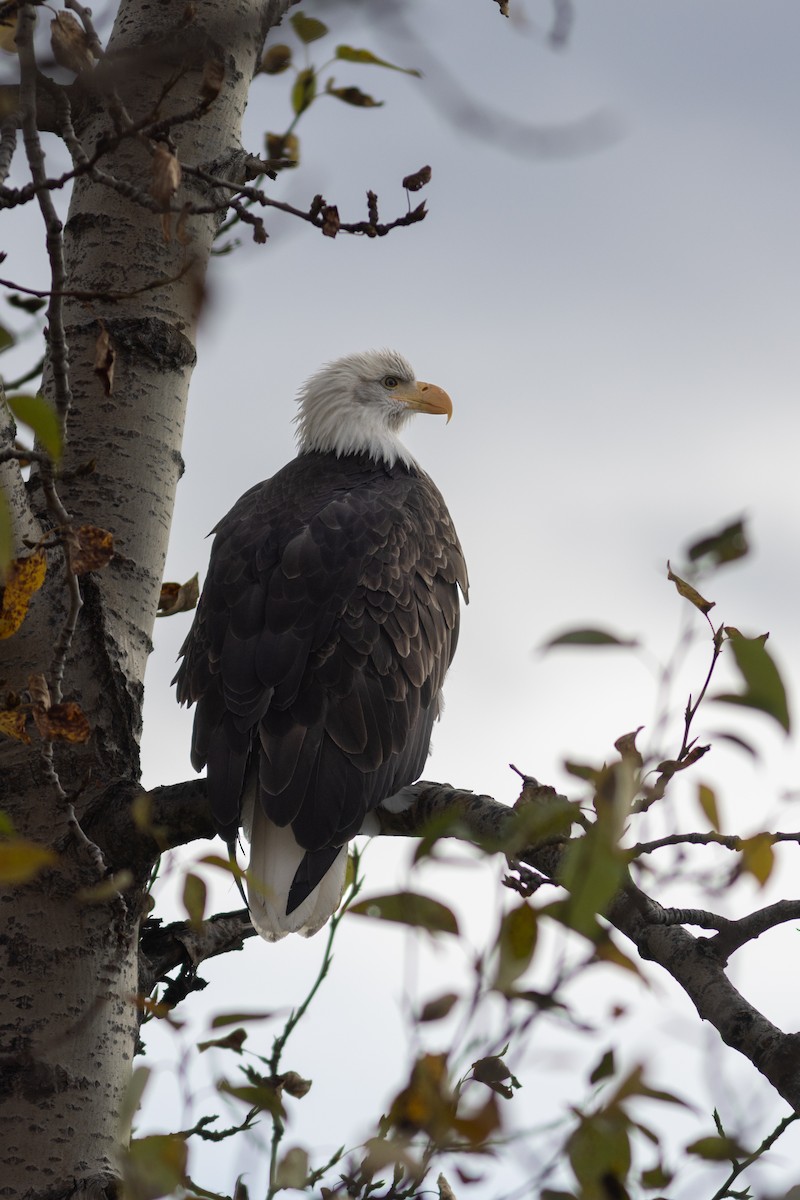 Bald Eagle - ML624277179