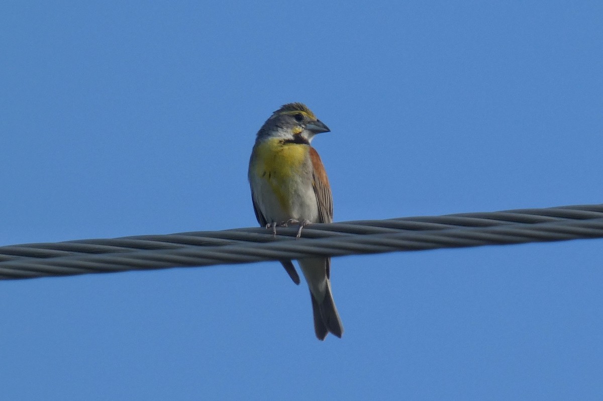 Dickcissel - ML624277194