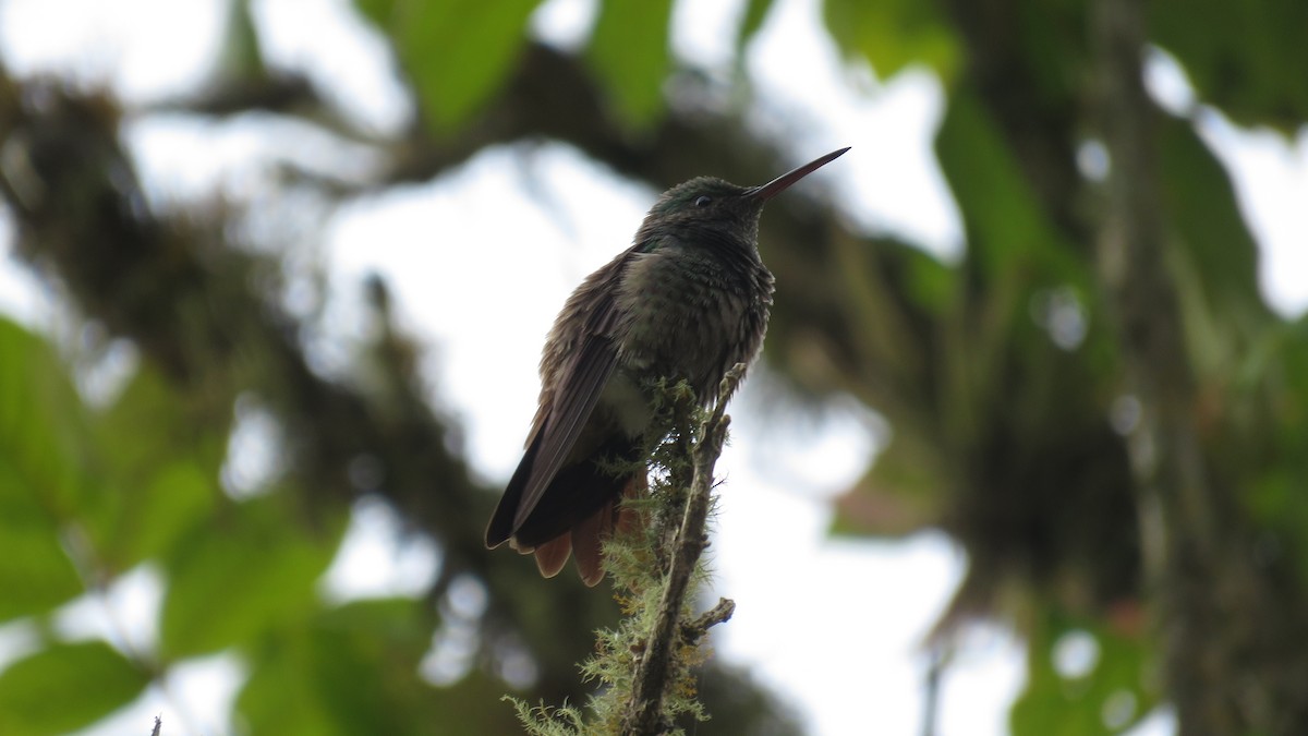 Green-bellied Hummingbird - ML624277446