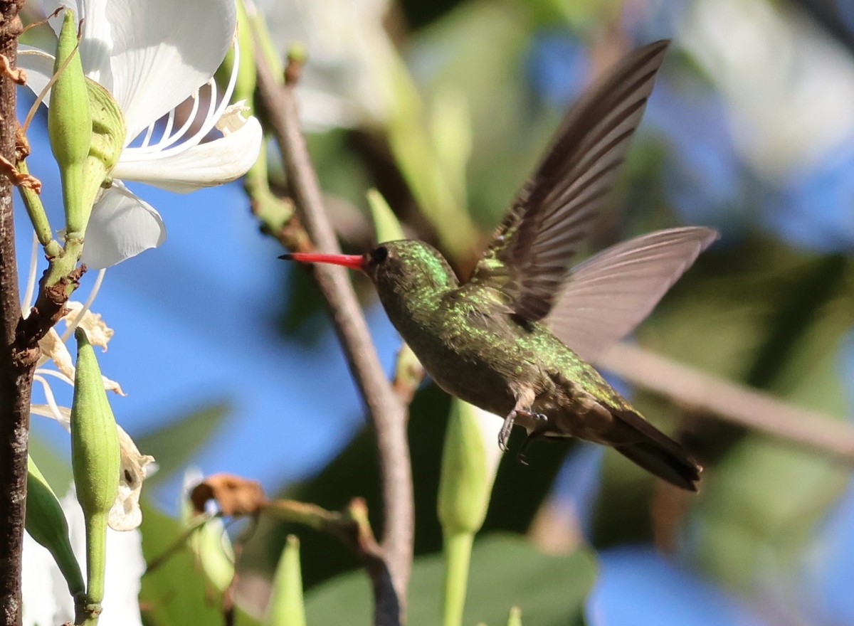 Gilded Hummingbird - ML624277593