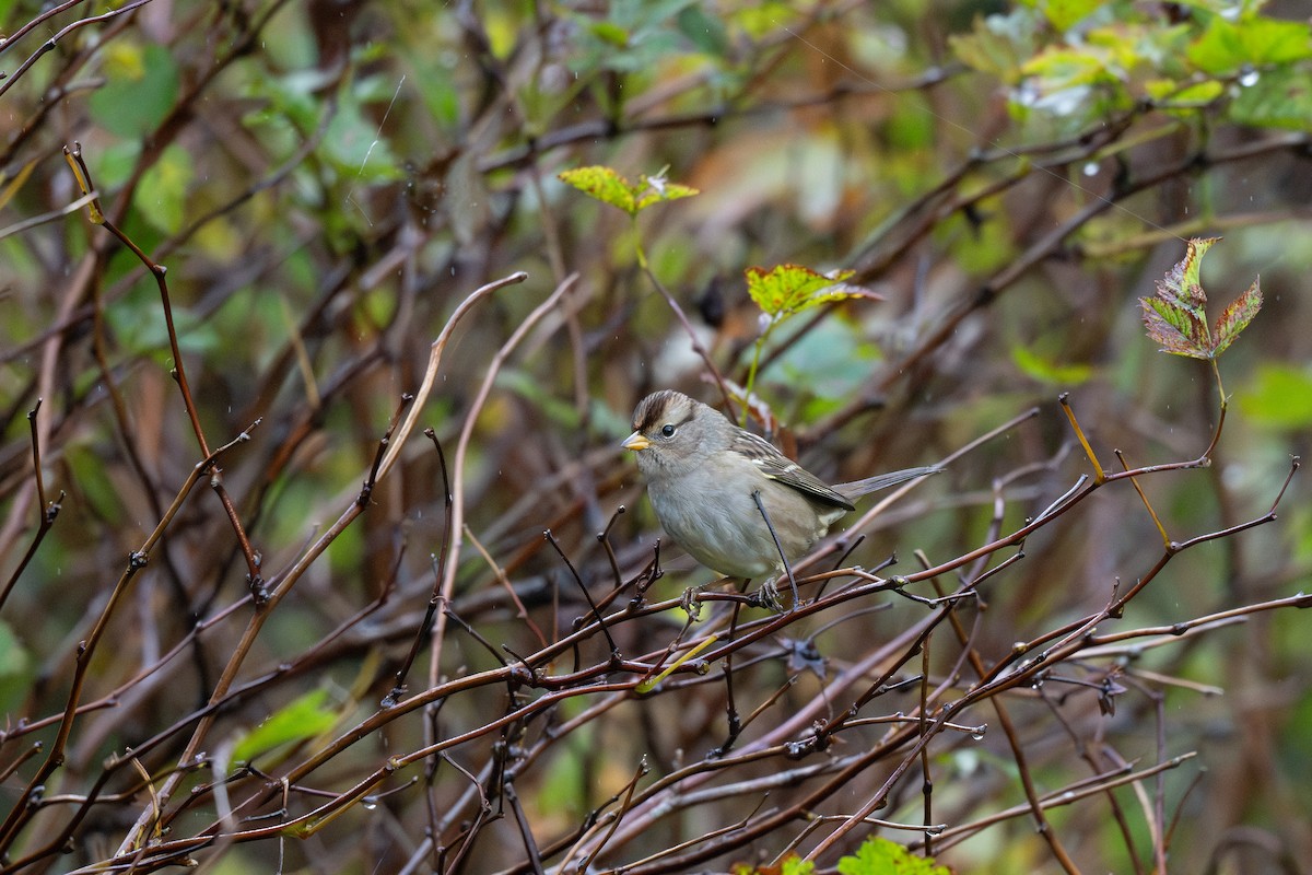 Bruant à couronne blanche (pugetensis) - ML624277604