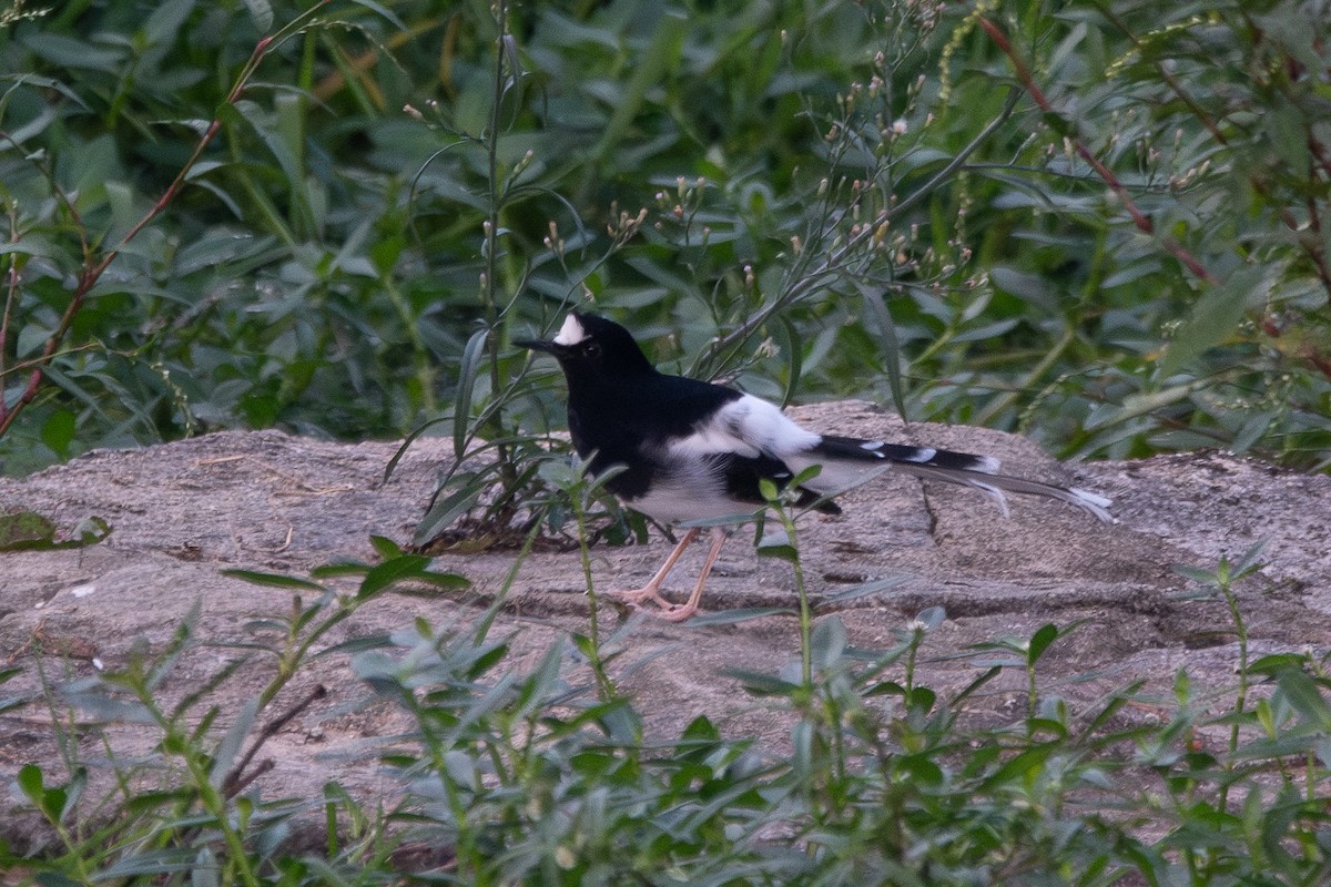 White-crowned Forktail - ML624277690