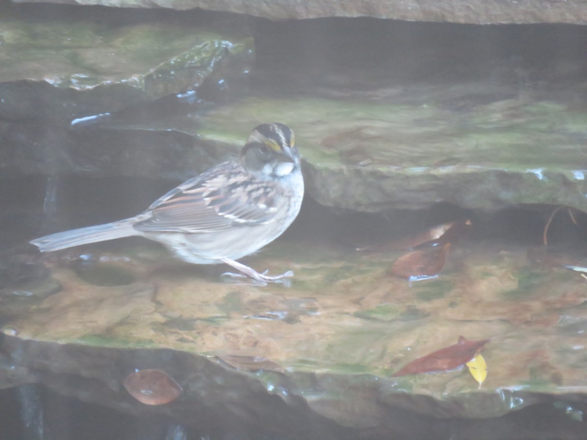 White-throated Sparrow - ML624277709