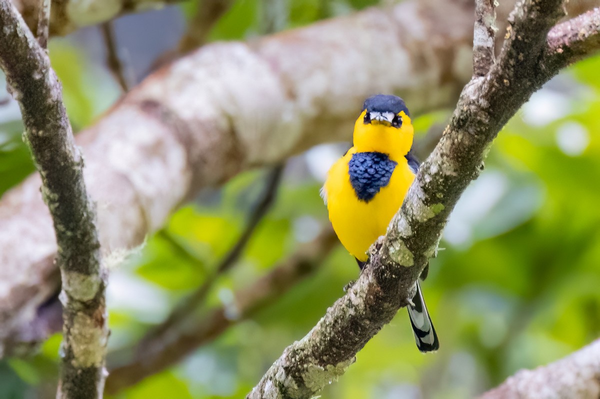 Black-breasted Boatbill - ML624277782