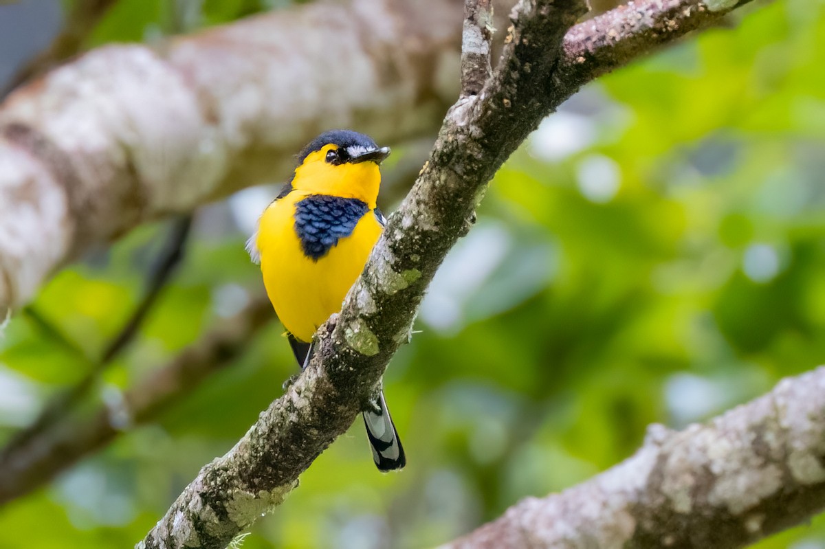 Black-breasted Boatbill - ML624277783