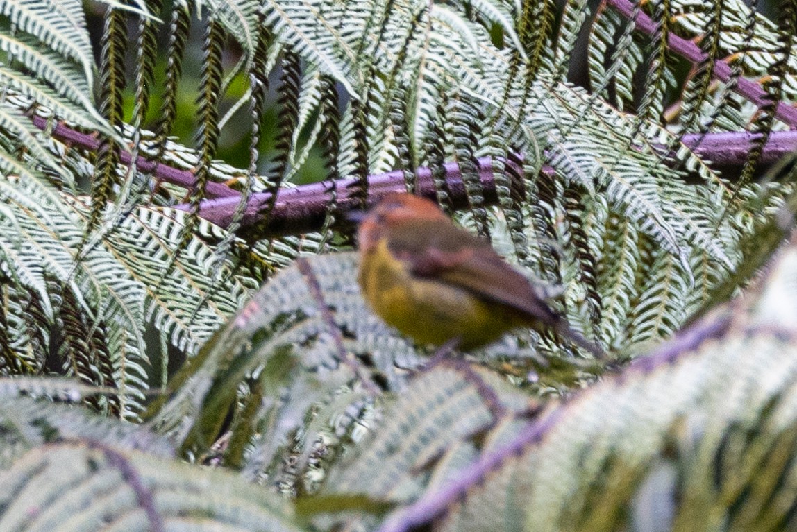 Black-breasted Boatbill - ML624277784