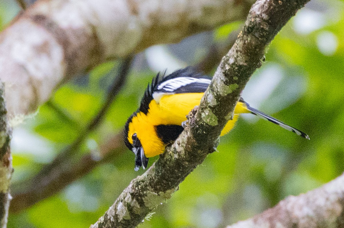 Black-breasted Boatbill - ML624277785