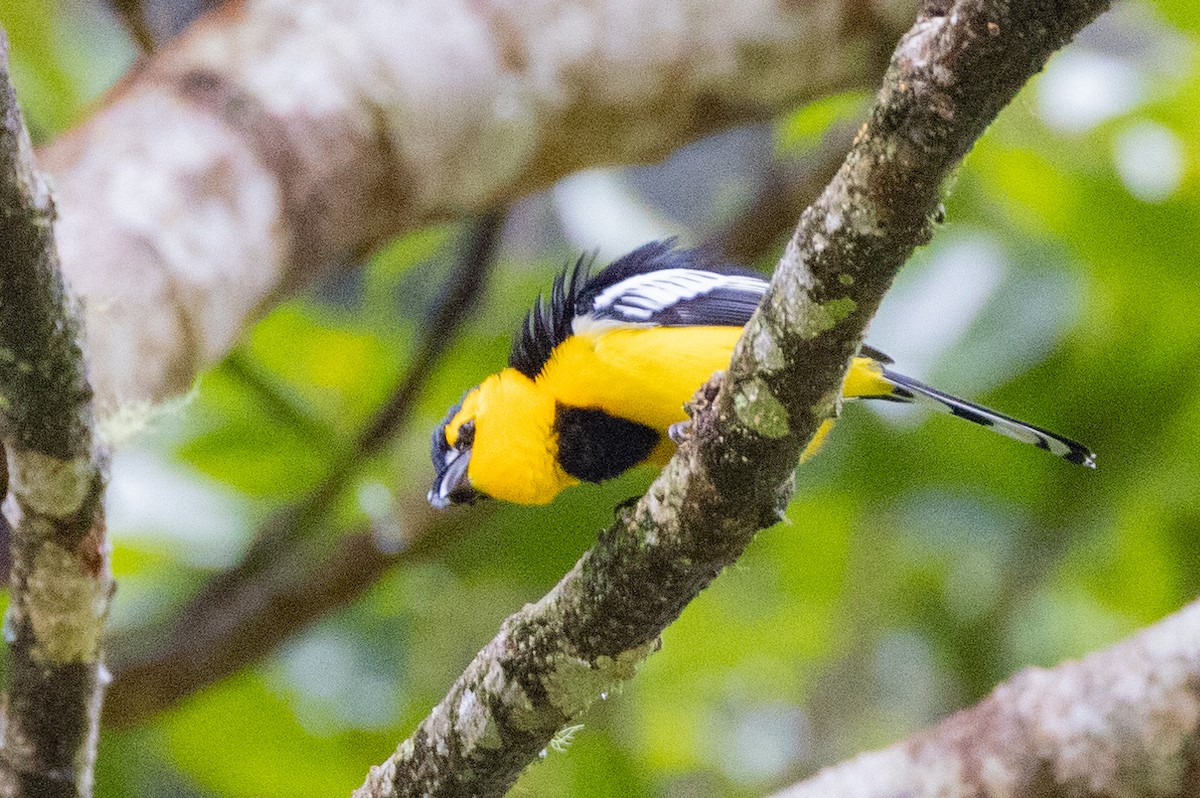 Black-breasted Boatbill - ML624277786