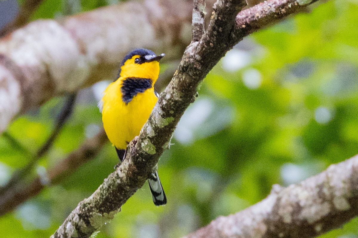 Black-breasted Boatbill - ML624277787