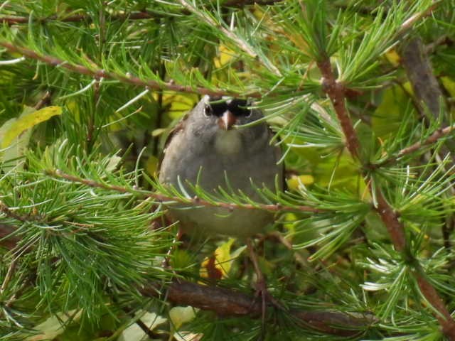 Bruant à couronne blanche - ML624277864