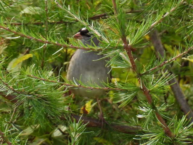 Bruant à couronne blanche - ML624277866