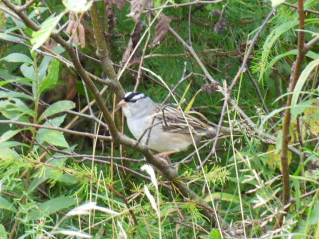 Bruant à couronne blanche - ML624277867