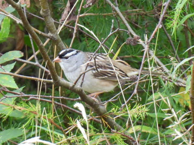 Bruant à couronne blanche - ML624277868