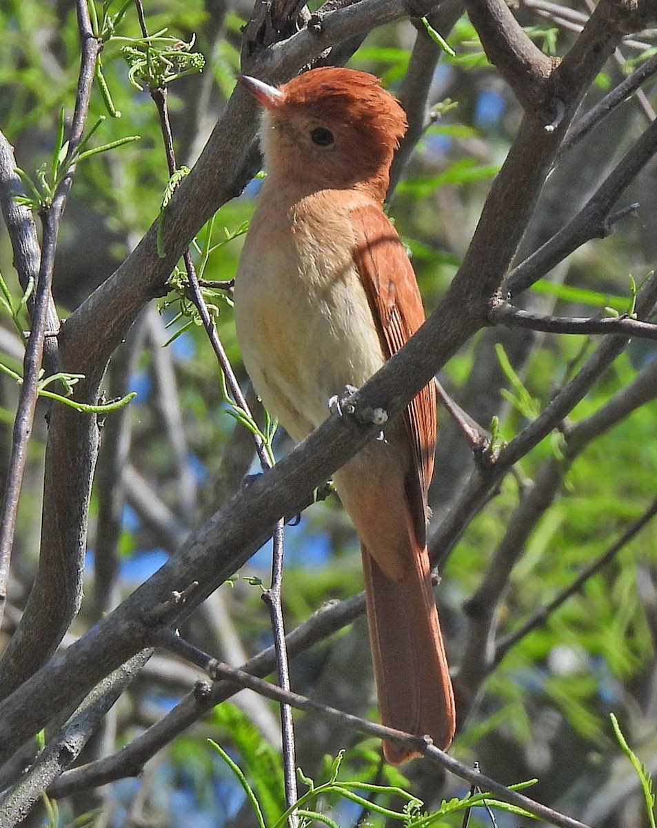 Rufous Casiornis - ML624277991