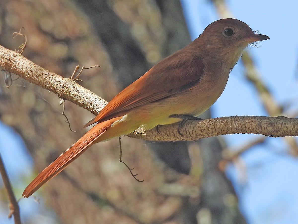Rufous Casiornis - ML624277992