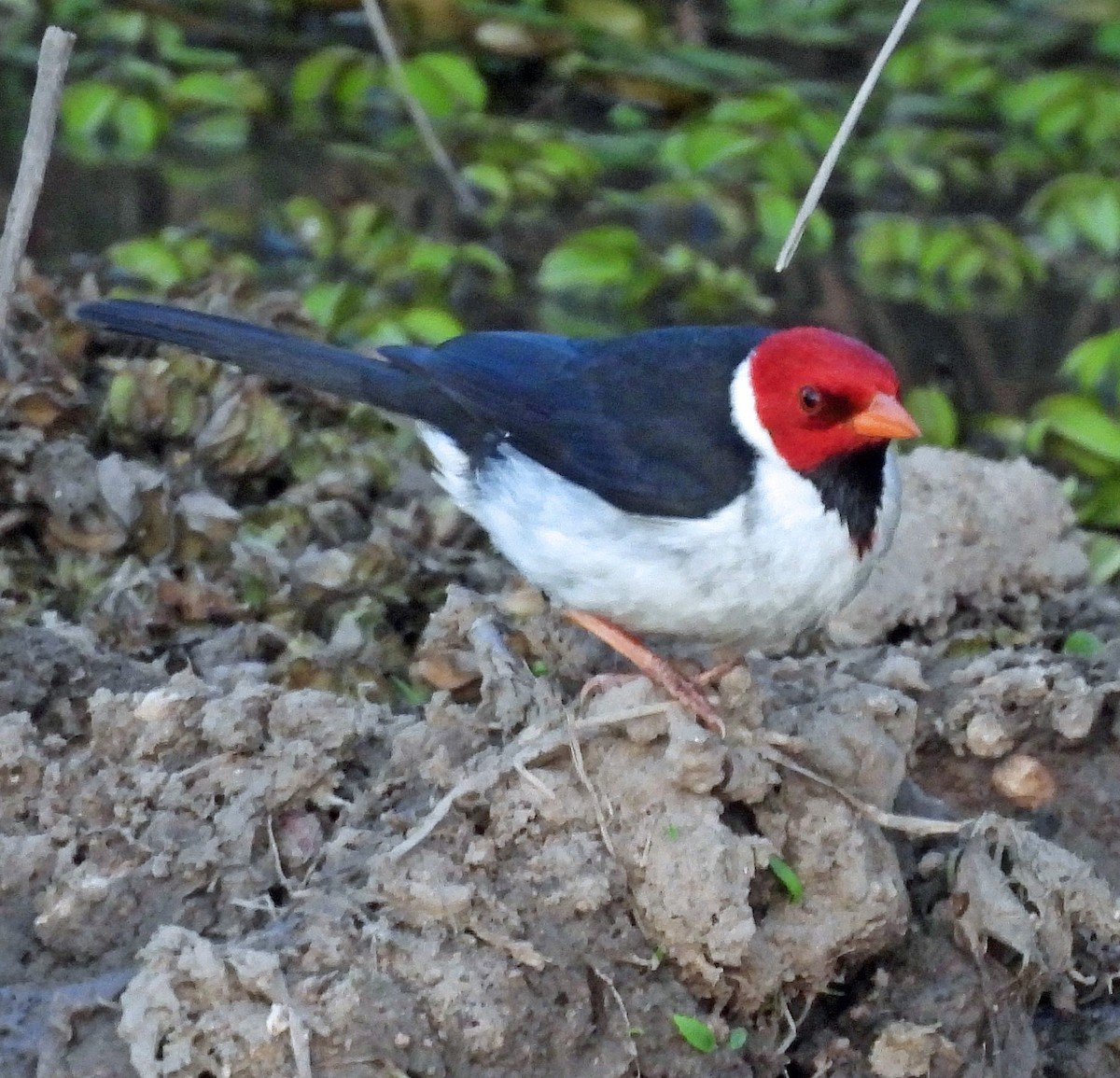 Yellow-billed Cardinal - Hugo Hulsberg