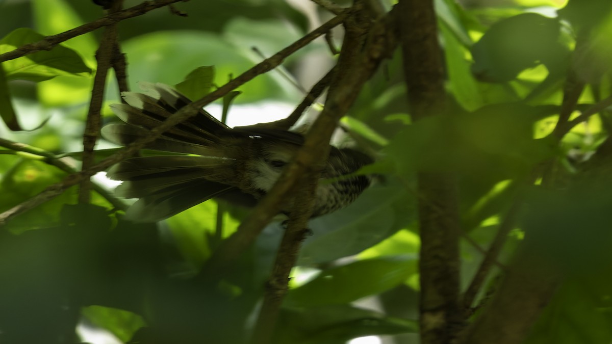 Louisiade Fantail - ML624278280