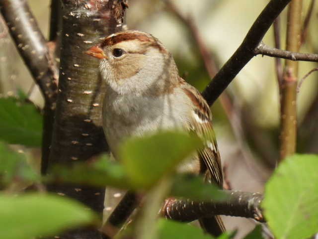 Bruant à couronne blanche - ML624278304