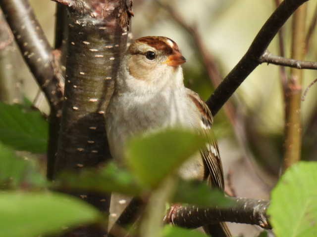 Bruant à couronne blanche - ML624278305