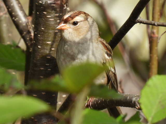 Bruant à couronne blanche - ML624278306