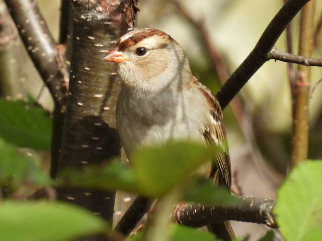 Bruant à couronne blanche - ML624278307