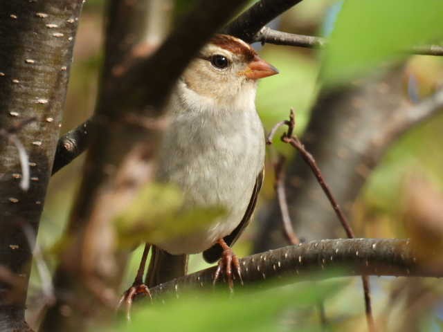 Bruant à couronne blanche - ML624278308