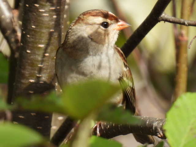 Bruant à couronne blanche - ML624278309