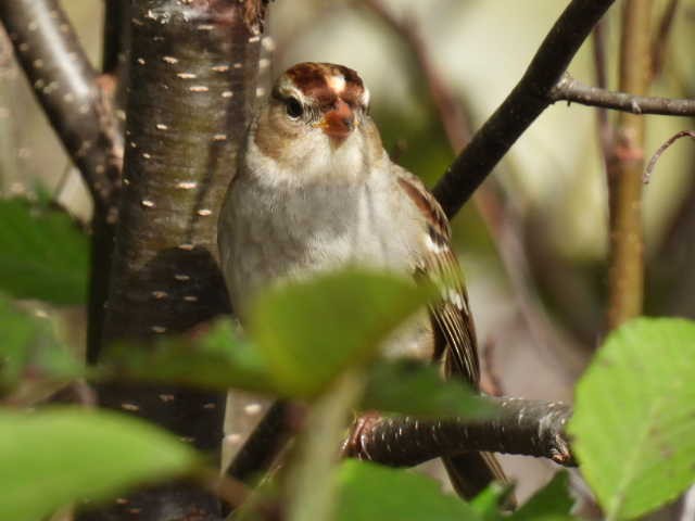 Bruant à couronne blanche - ML624278310