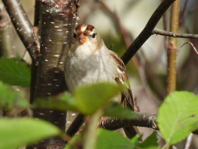 Bruant à couronne blanche - ML624278311