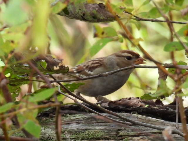 Bruant à couronne blanche - ML624278312